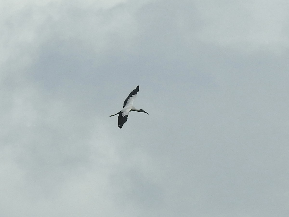 Wood Stork - ML616639296