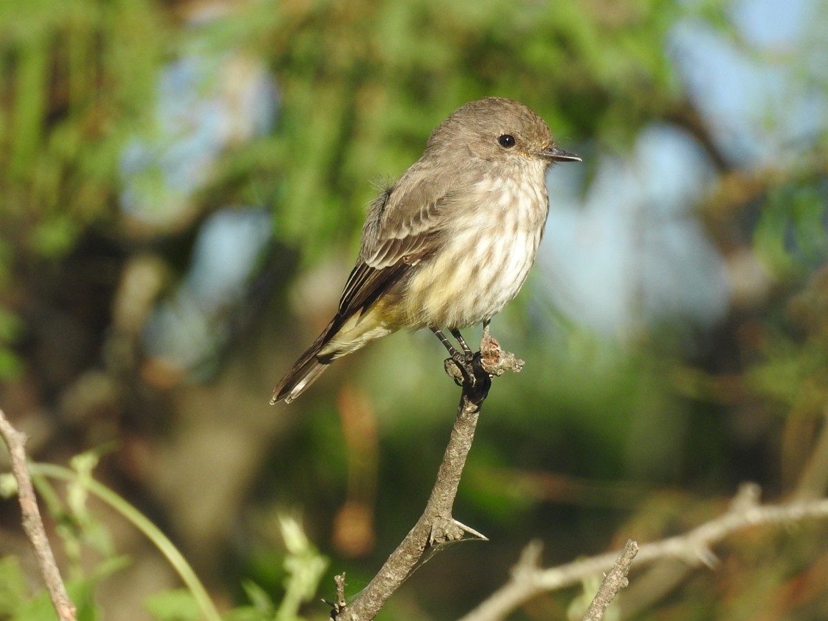 Vermilion Flycatcher - ML616639306