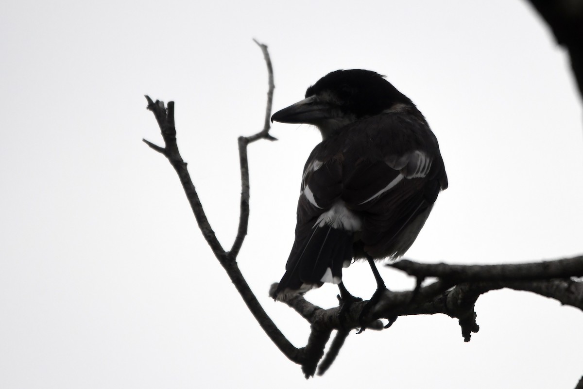 Gray Butcherbird - ML616639308