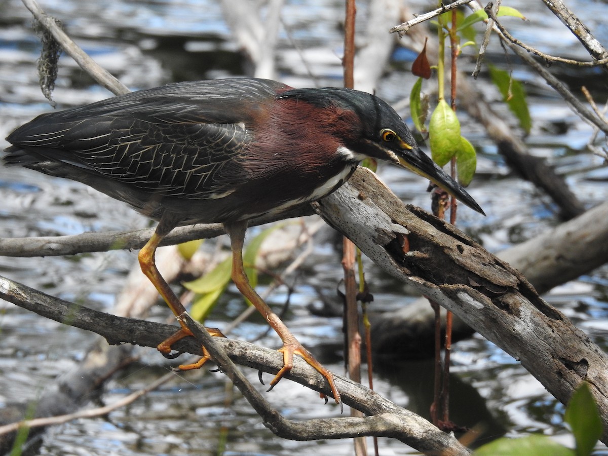 Green Heron - ML616639317