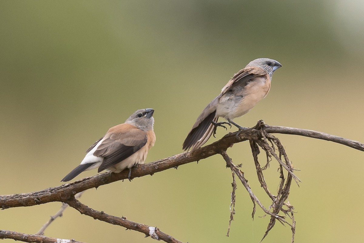 Gray-headed Silverbill - ML616639324