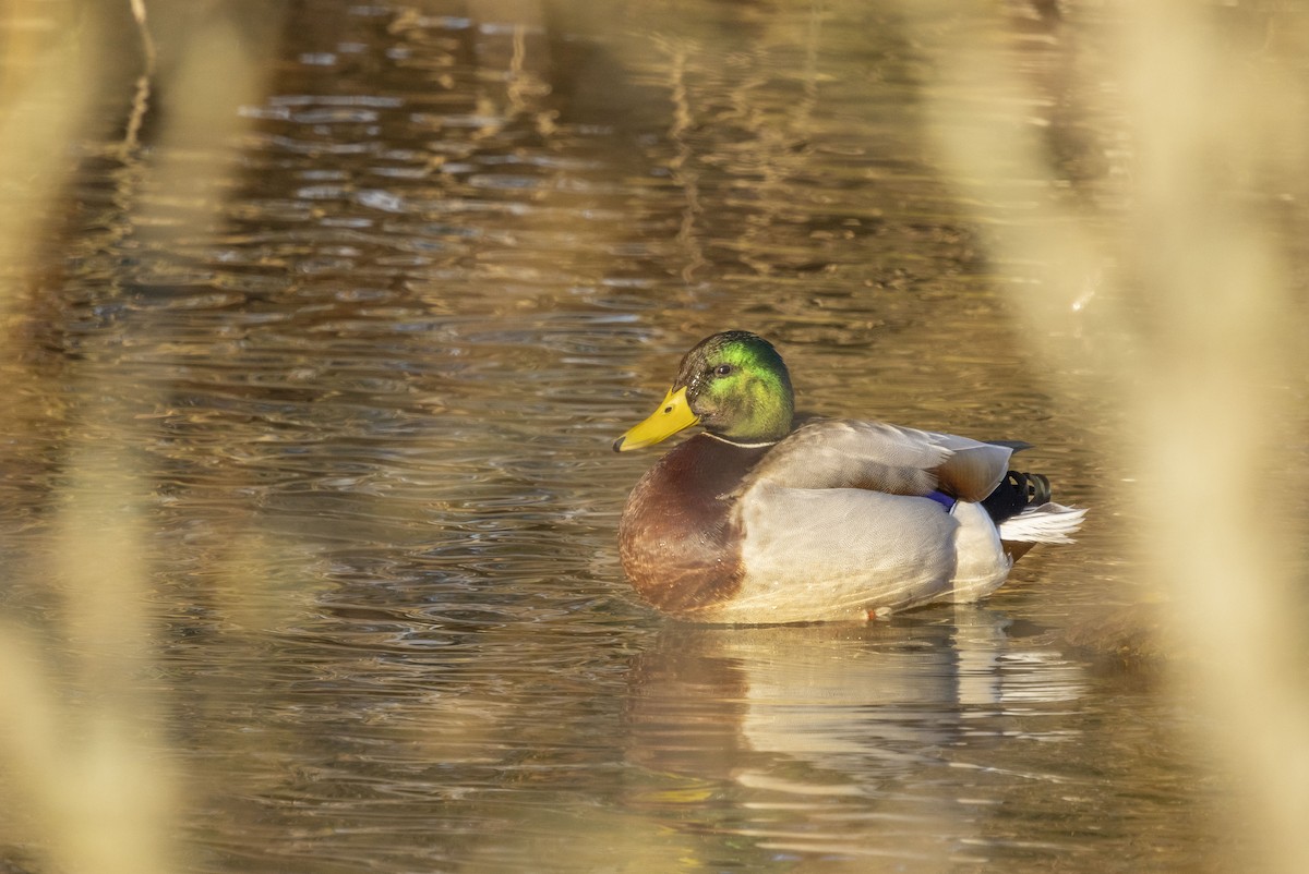 Mallard - ML616639346