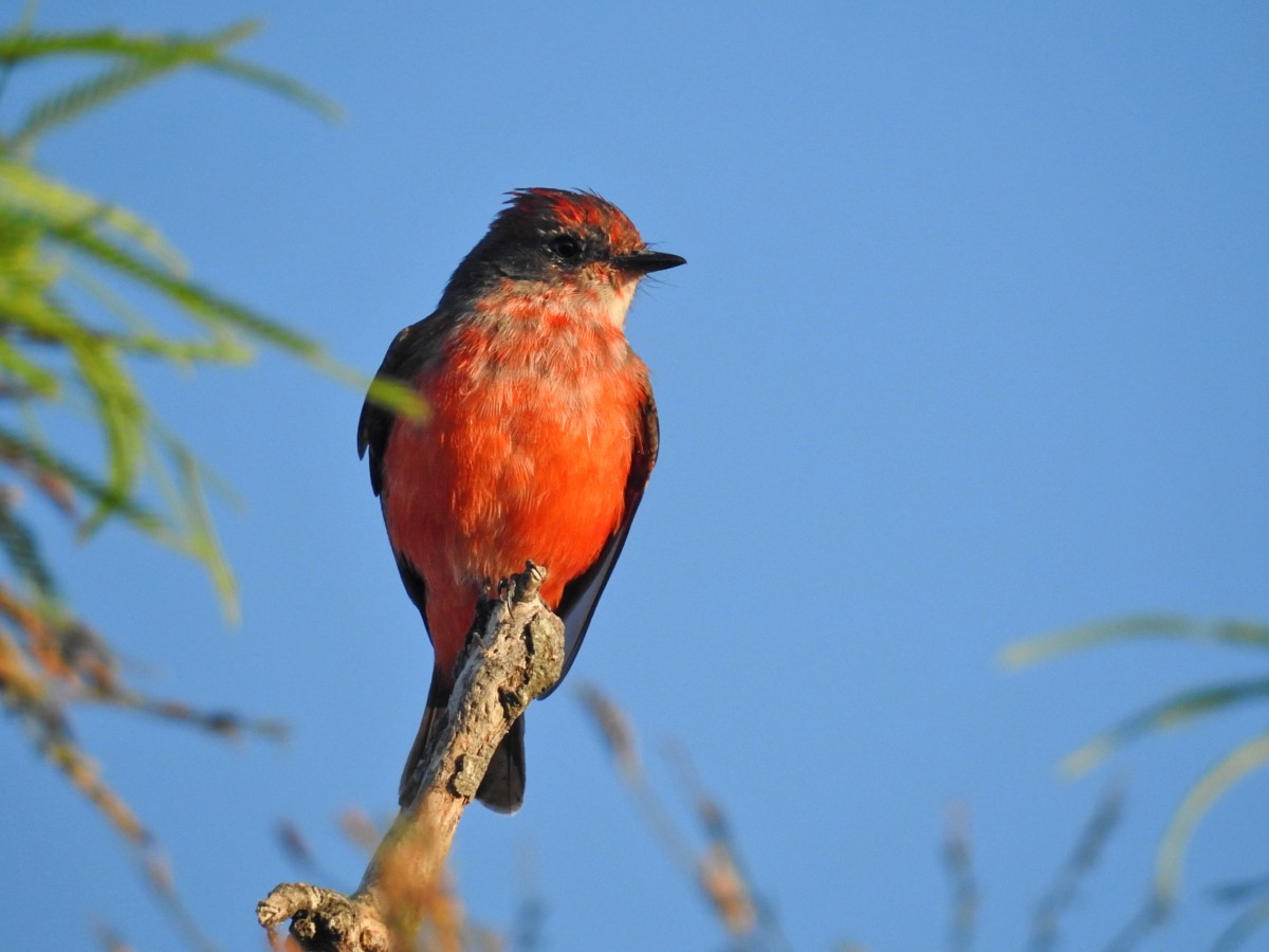 Vermilion Flycatcher - ML616639374