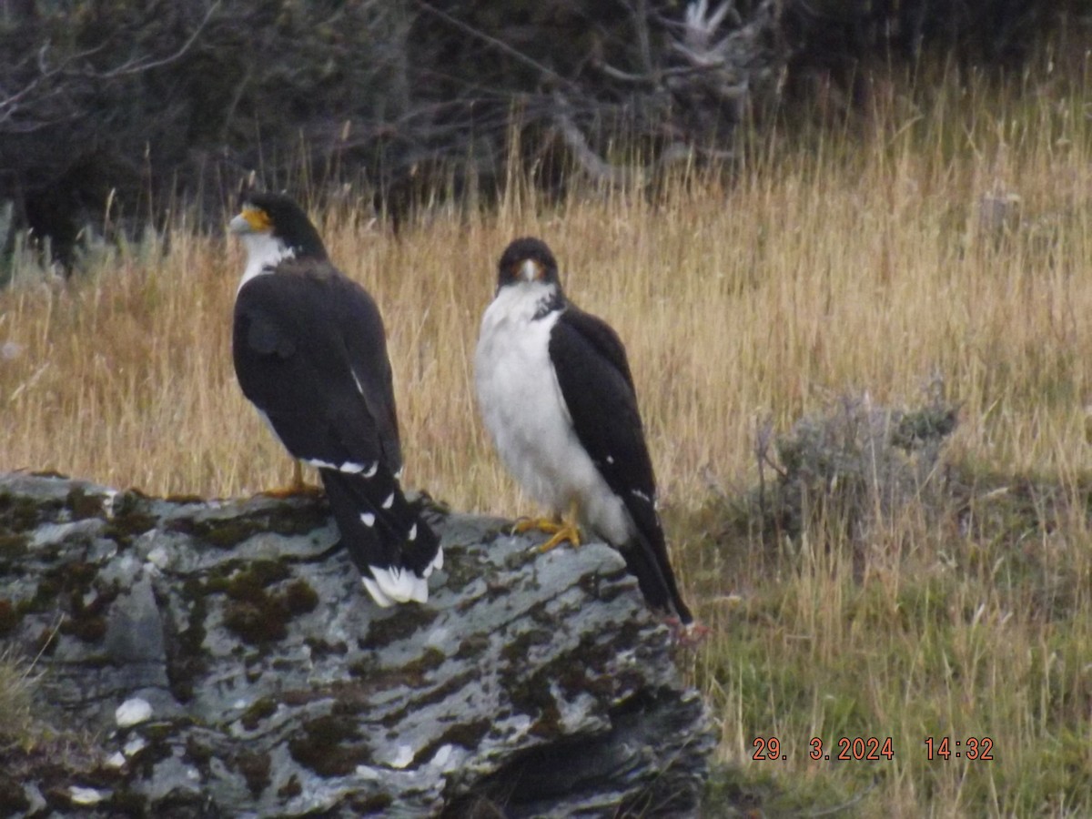 White-throated Caracara - Gustavo Bahamondes