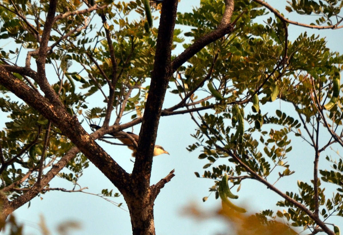 Mangrove Cuckoo - ML616639529