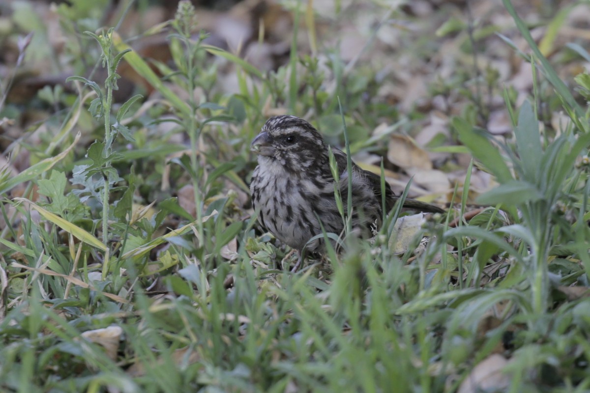 Streaky Seedeater - ML616639539