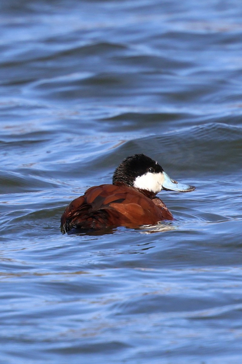 Ruddy Duck - ML616639549