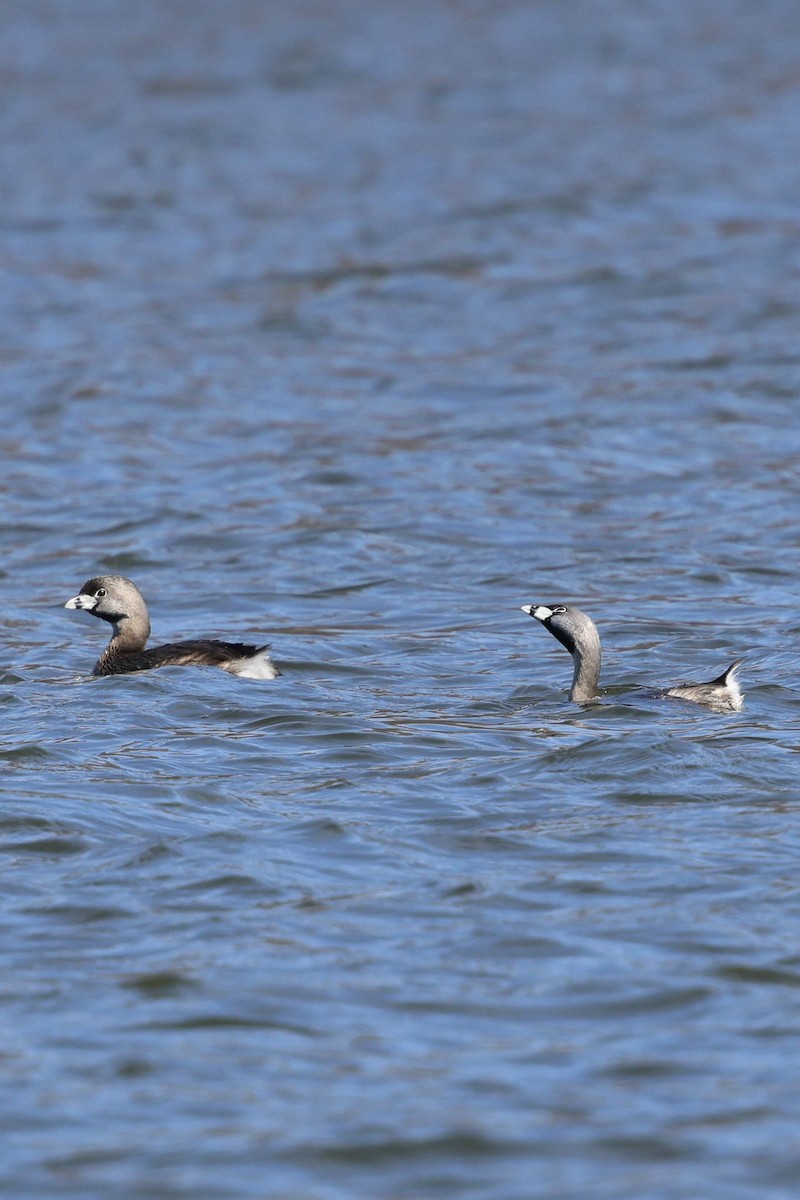 Pied-billed Grebe - ML616639559