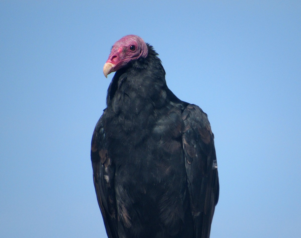 Turkey Vulture - ML616639577
