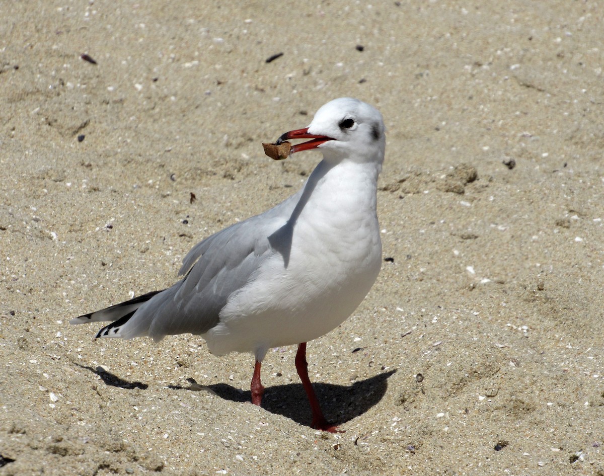 Brown-hooded Gull - ML616639594