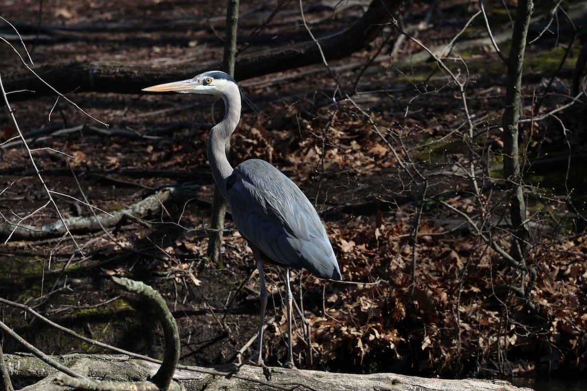 Great Blue Heron - ML616639613