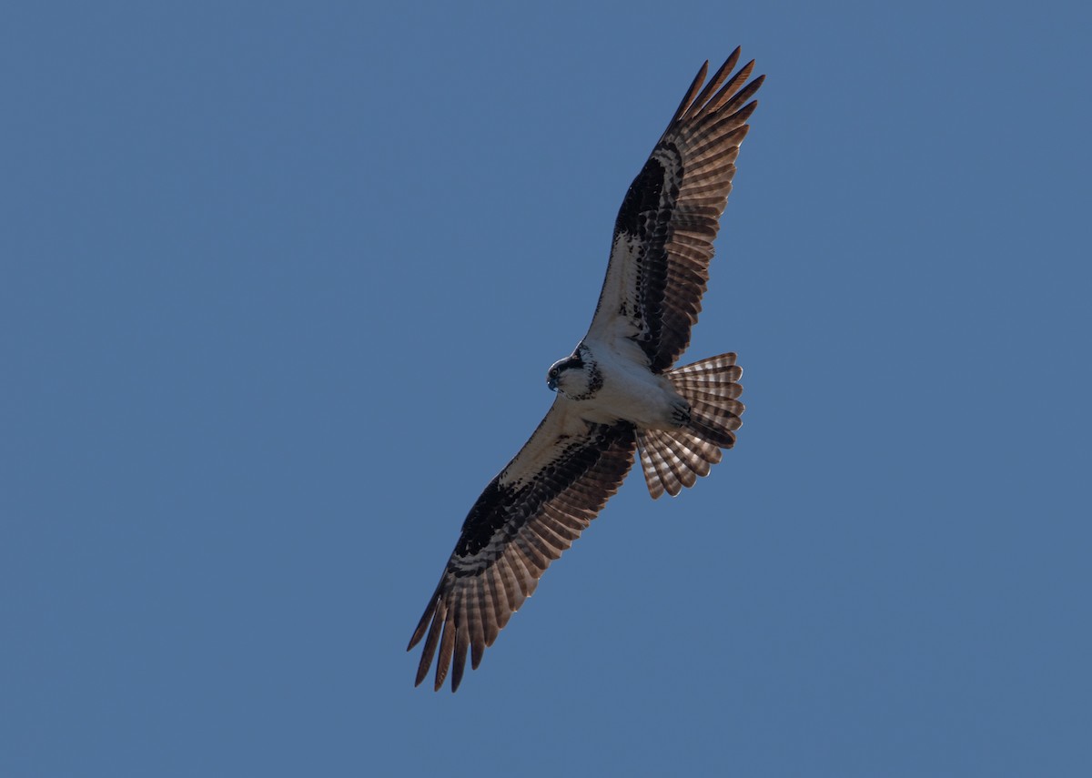 Osprey - ML616639627