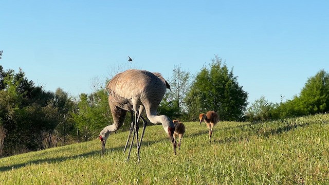 Sandhill Crane - ML616639648