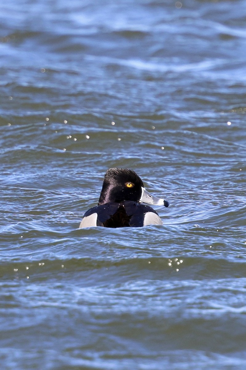 Ring-necked Duck - ML616639659