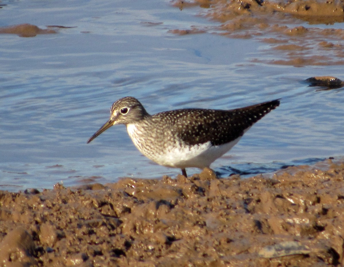 Solitary Sandpiper - ML616639684