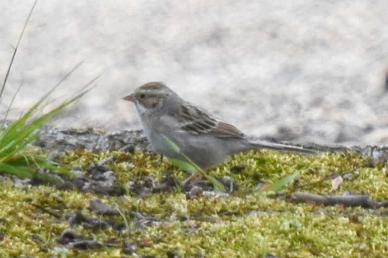 Clay-colored Sparrow - Rose Ryan