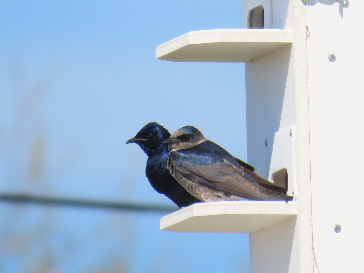 Purple Martin - Jane Wiewora