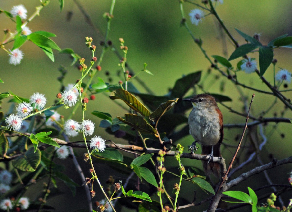 Yellow-chinned Spinetail - ML616639705
