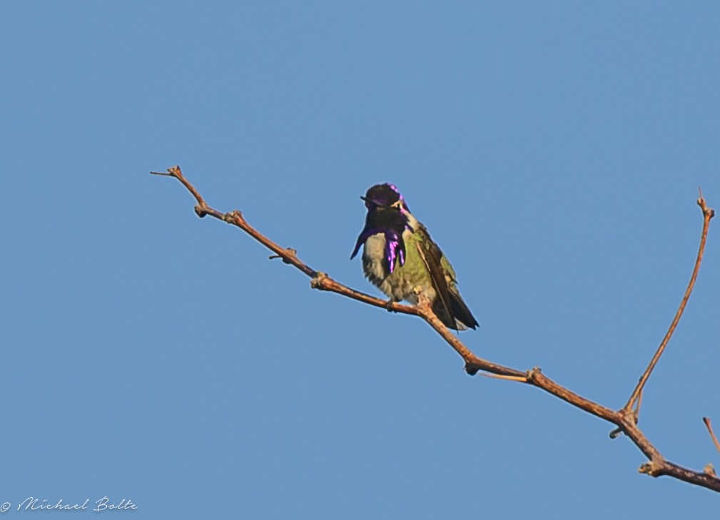 Costa's Hummingbird - ML616639706