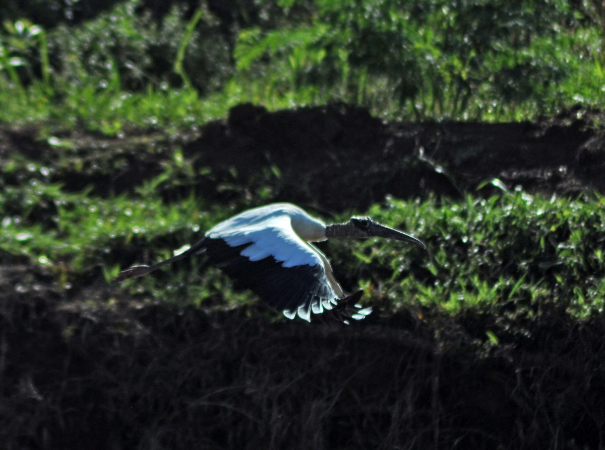 Wood Stork - ML616639723