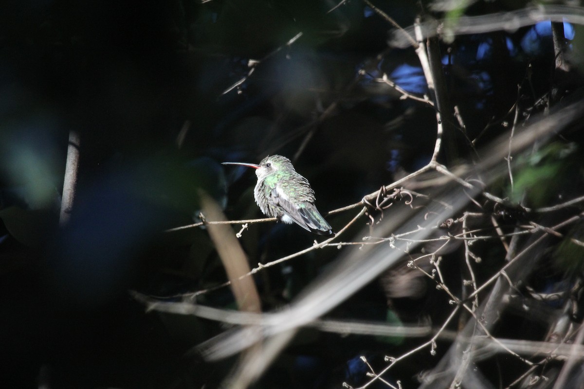 Colibrí Piquiancho Común - ML616639735