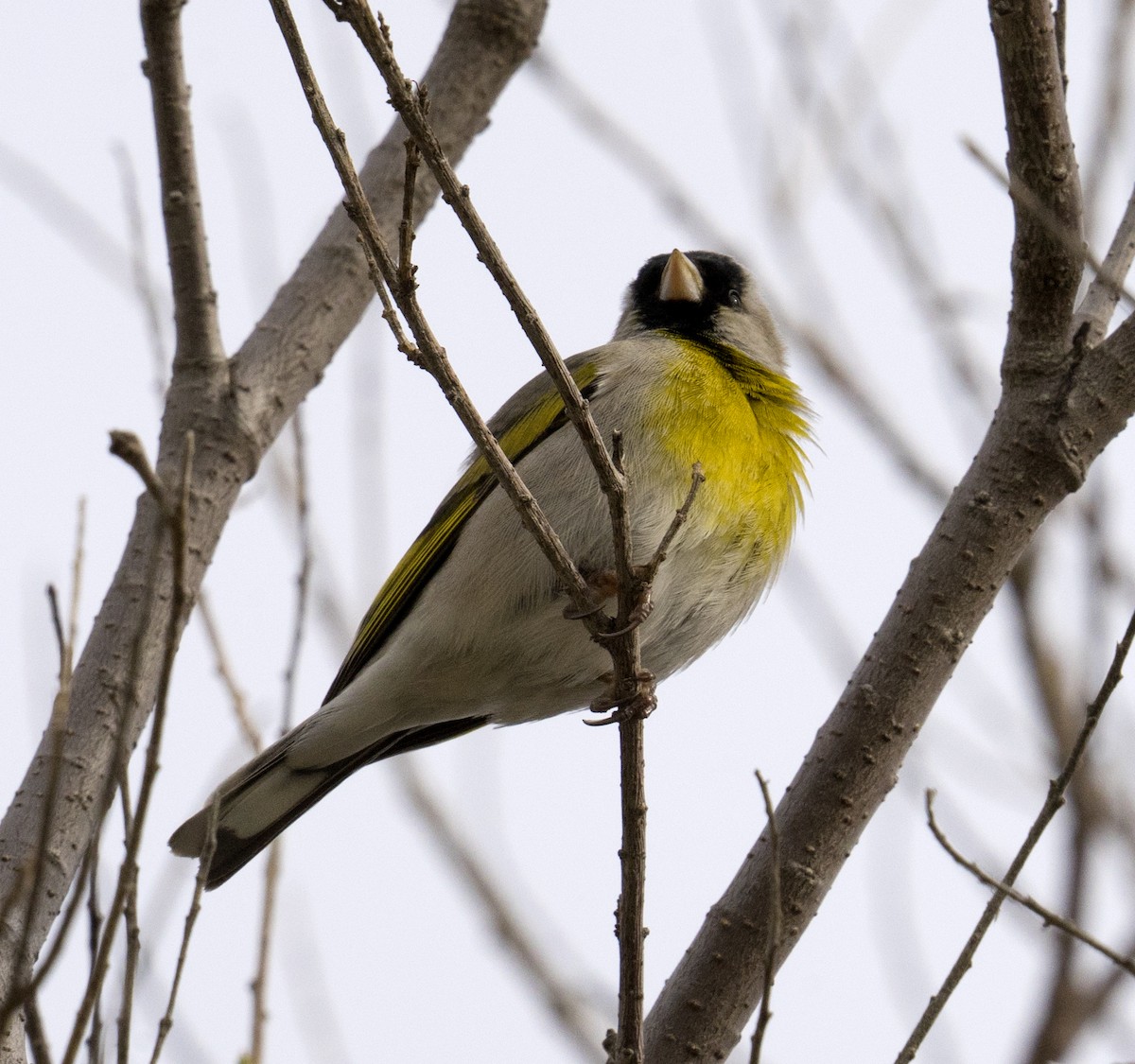 Lawrence's Goldfinch - ML616639736