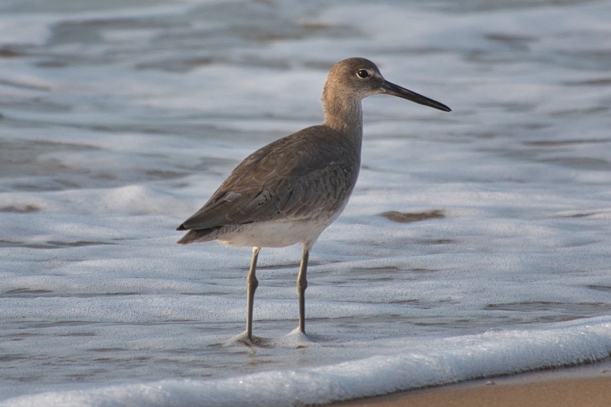 Willet - ML616639737