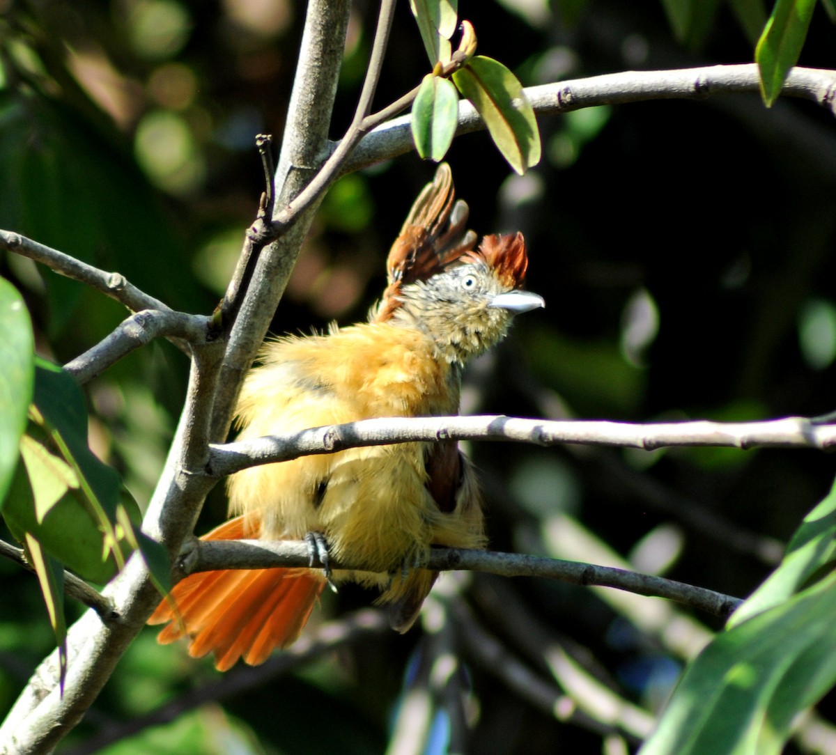 Barred Antshrike - ML616639740