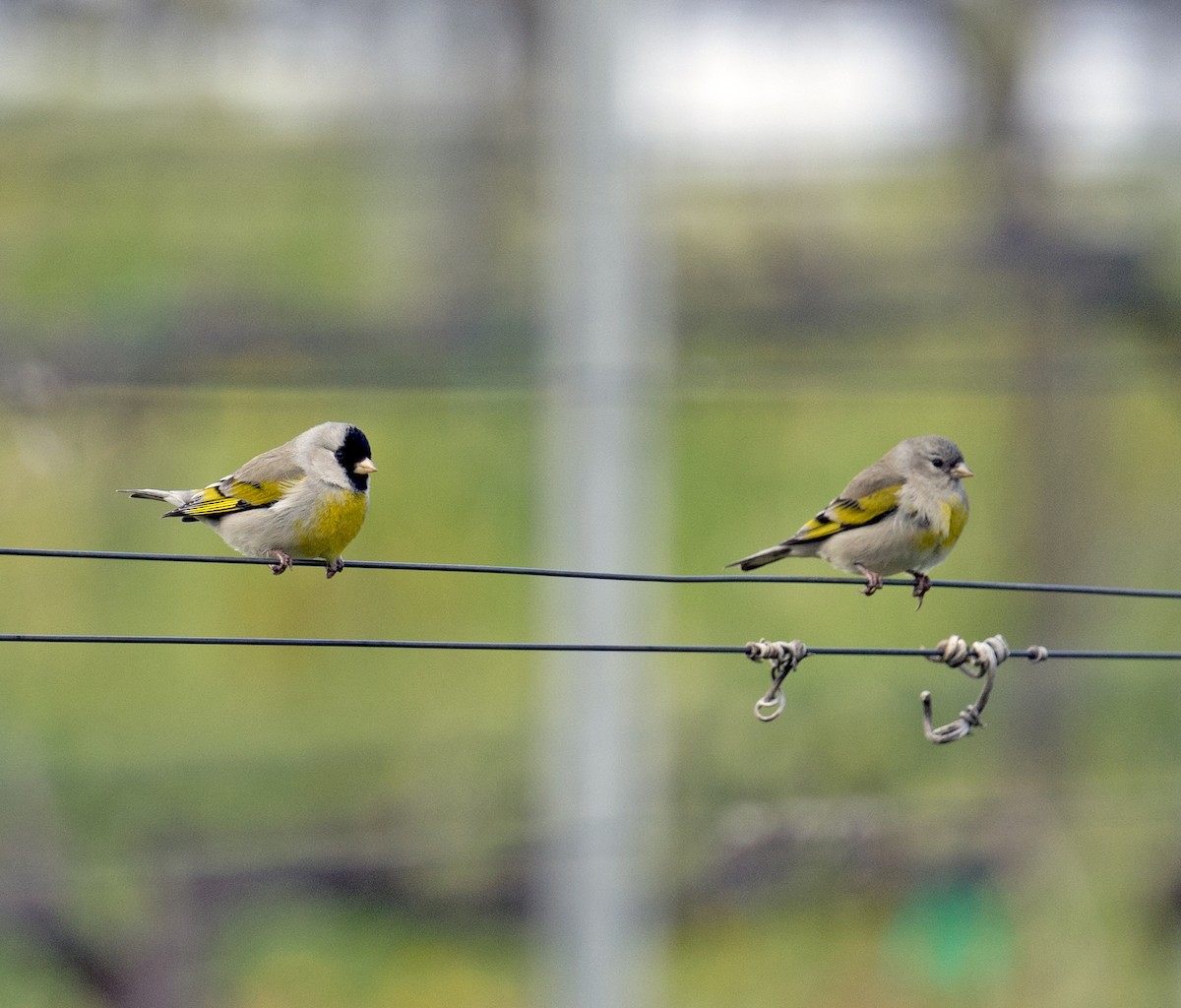 Lawrence's Goldfinch - ML616639743