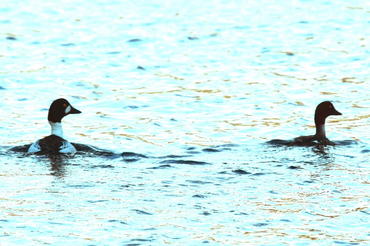 Common Goldeneye - ML616639758