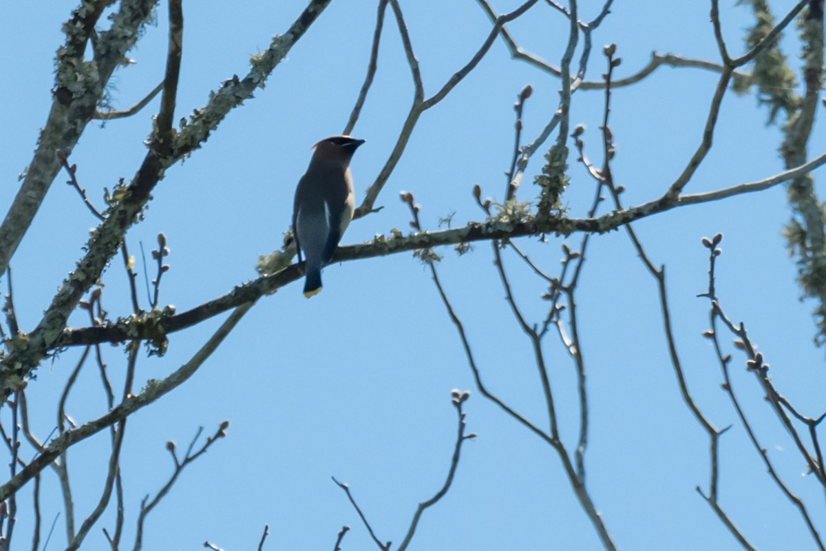 Cedar Waxwing - ML616639787