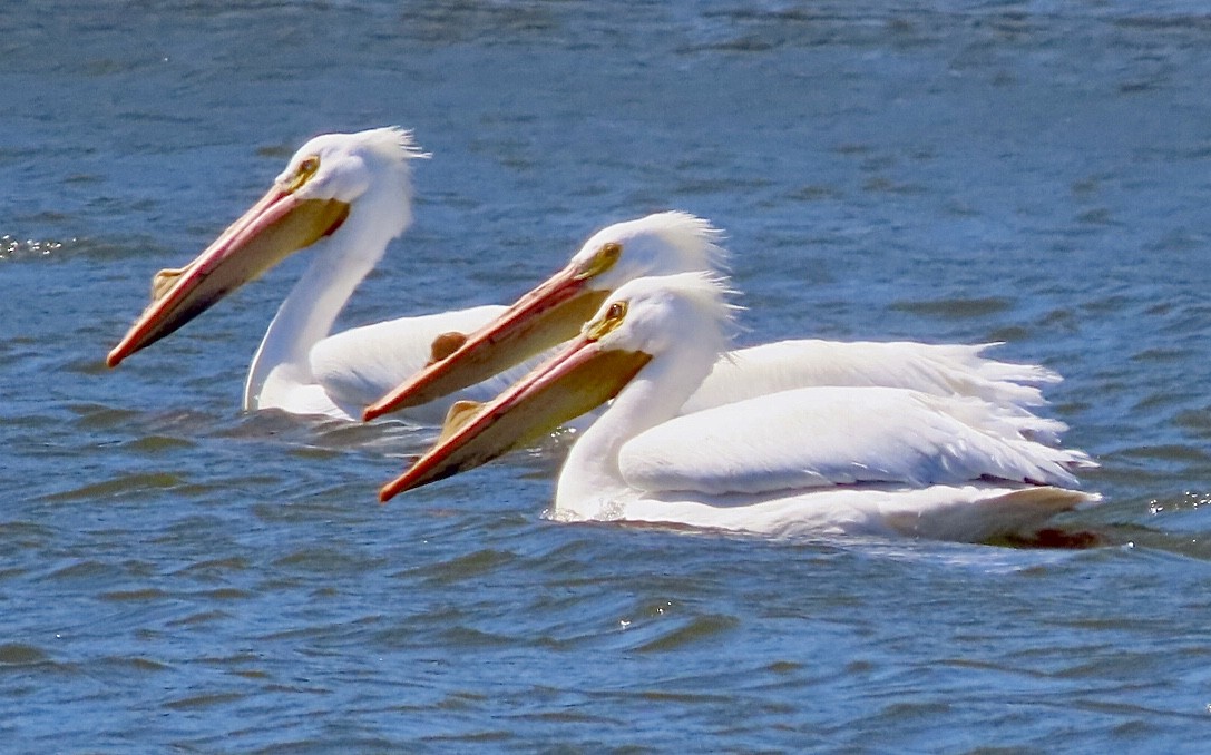 pelikán severoamerický - ML616639847