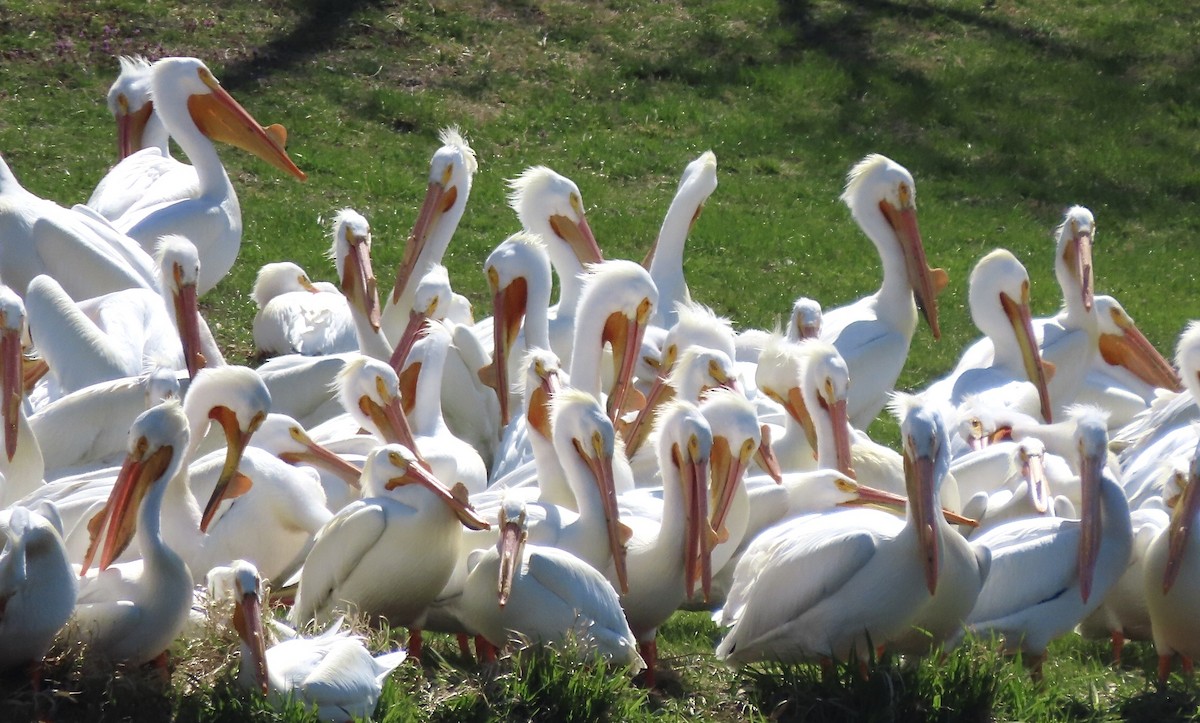 American White Pelican - Micky Louis