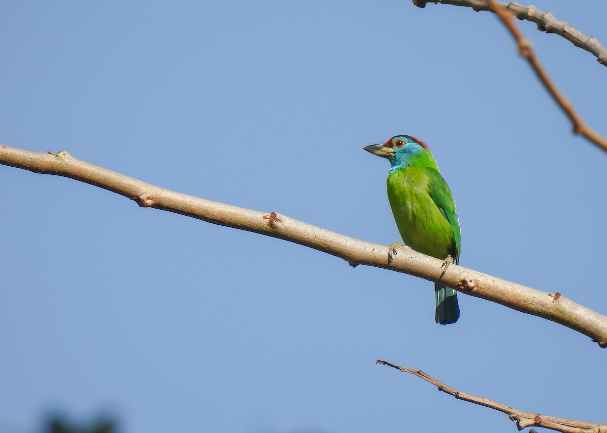 Blue-throated Barbet - Arthur Gomes