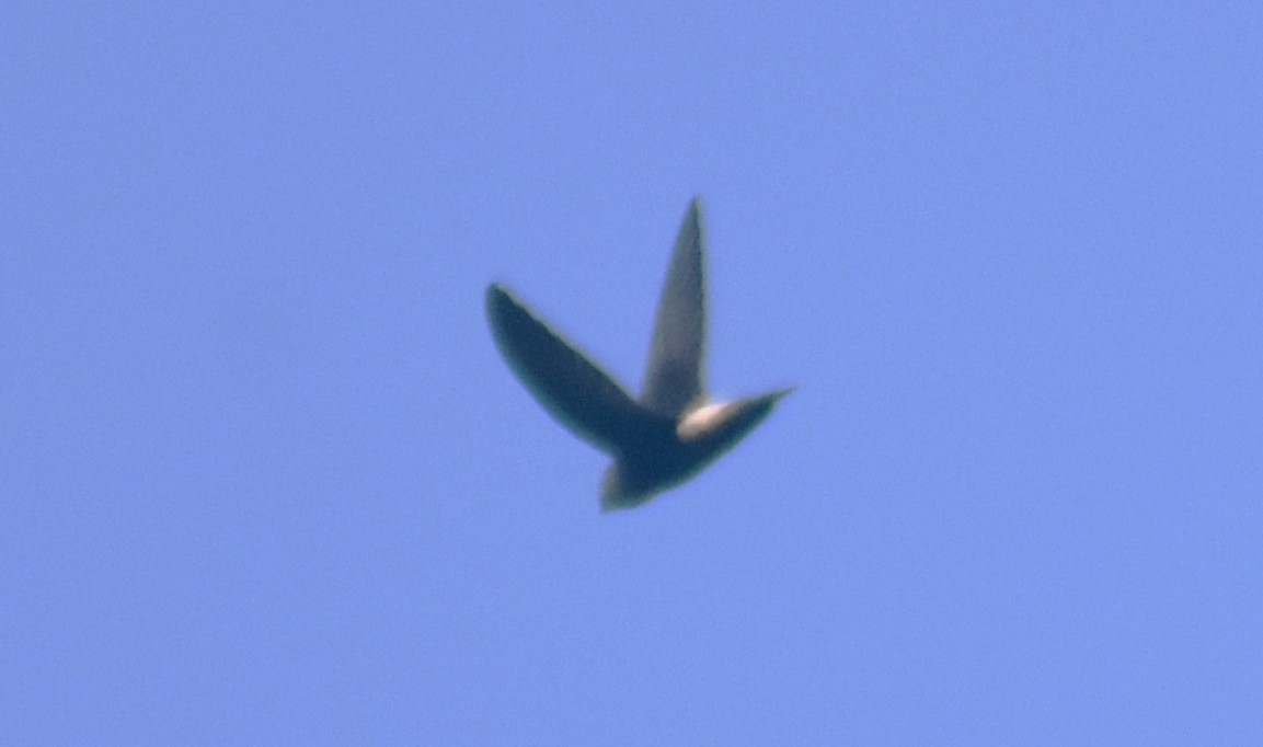 Costa Rican Swift - Rodolfo Dodero