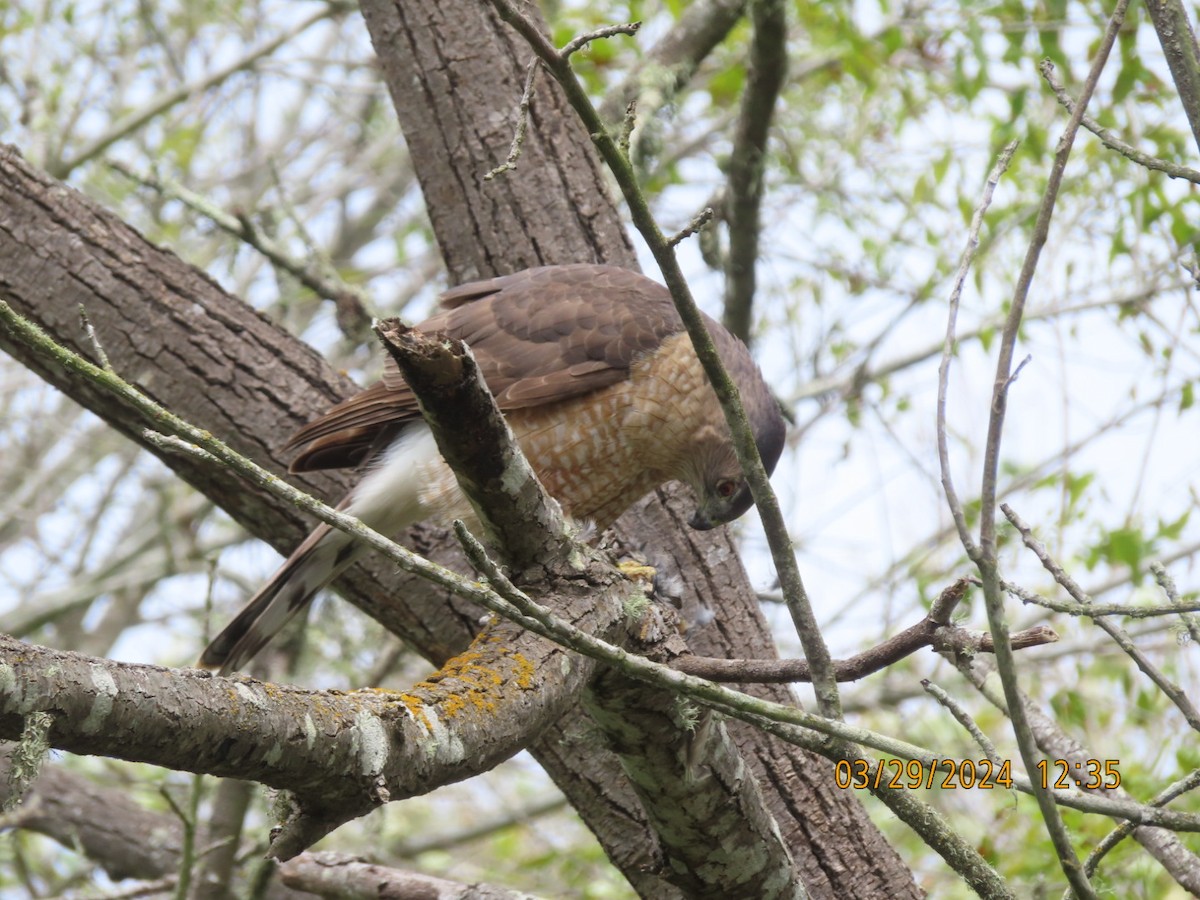 Cooper's Hawk - ML616639902