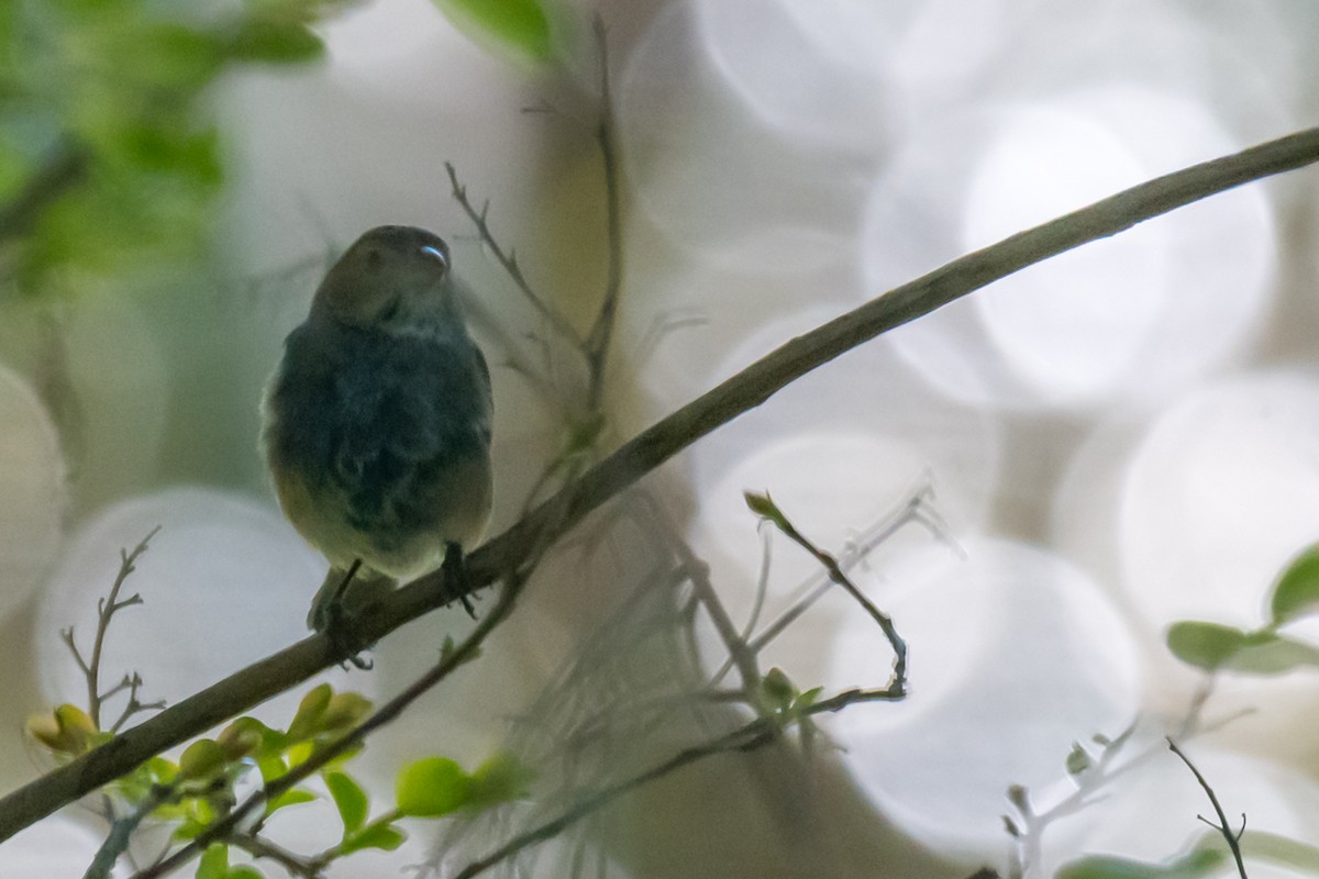 Indigo Bunting - ML616639927