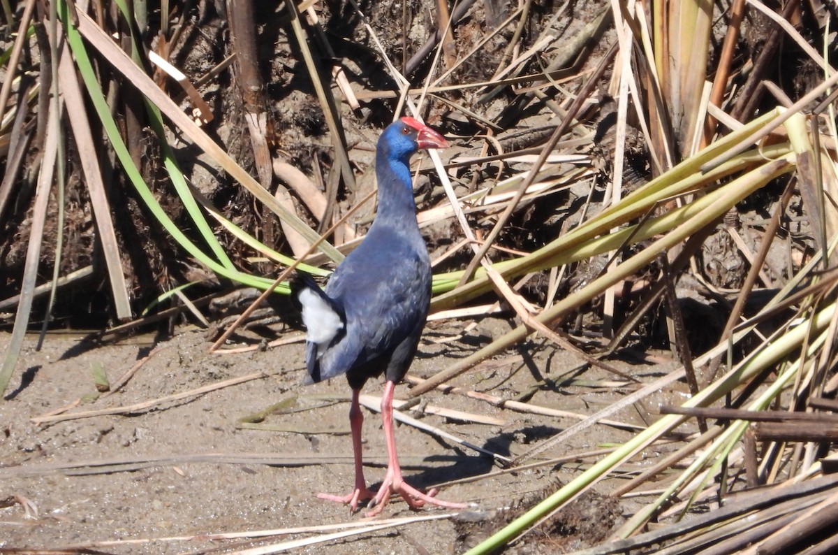 Western Swamphen - ML616639951