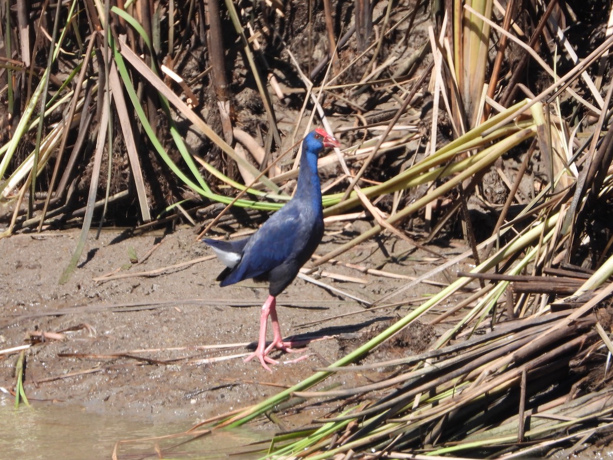 Western Swamphen - ML616639952