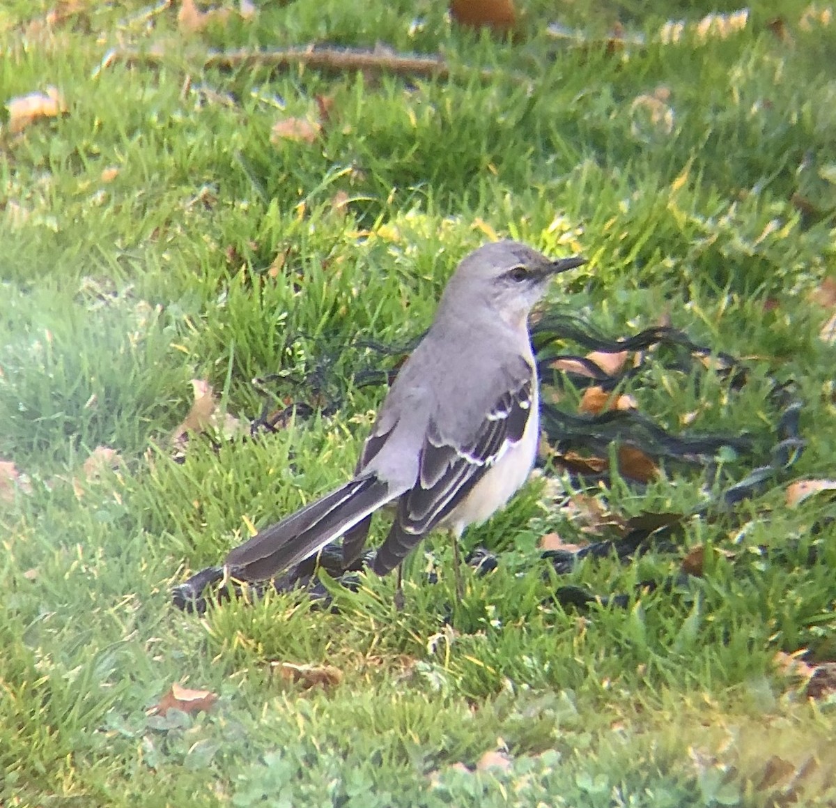 Northern Mockingbird - ML616639985