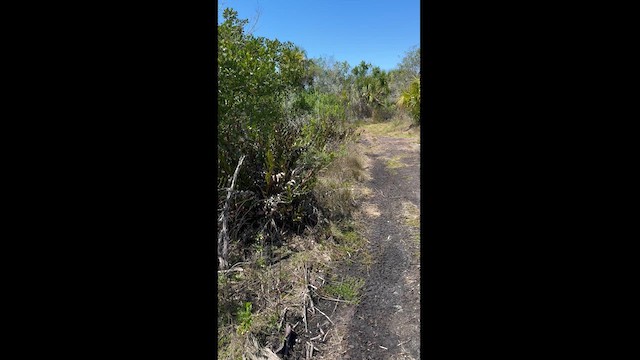 Clapper Rail - ML616639986