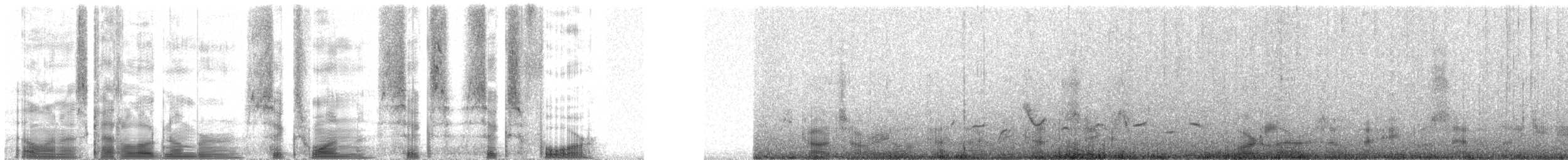 Scott's Oriole - ML61664