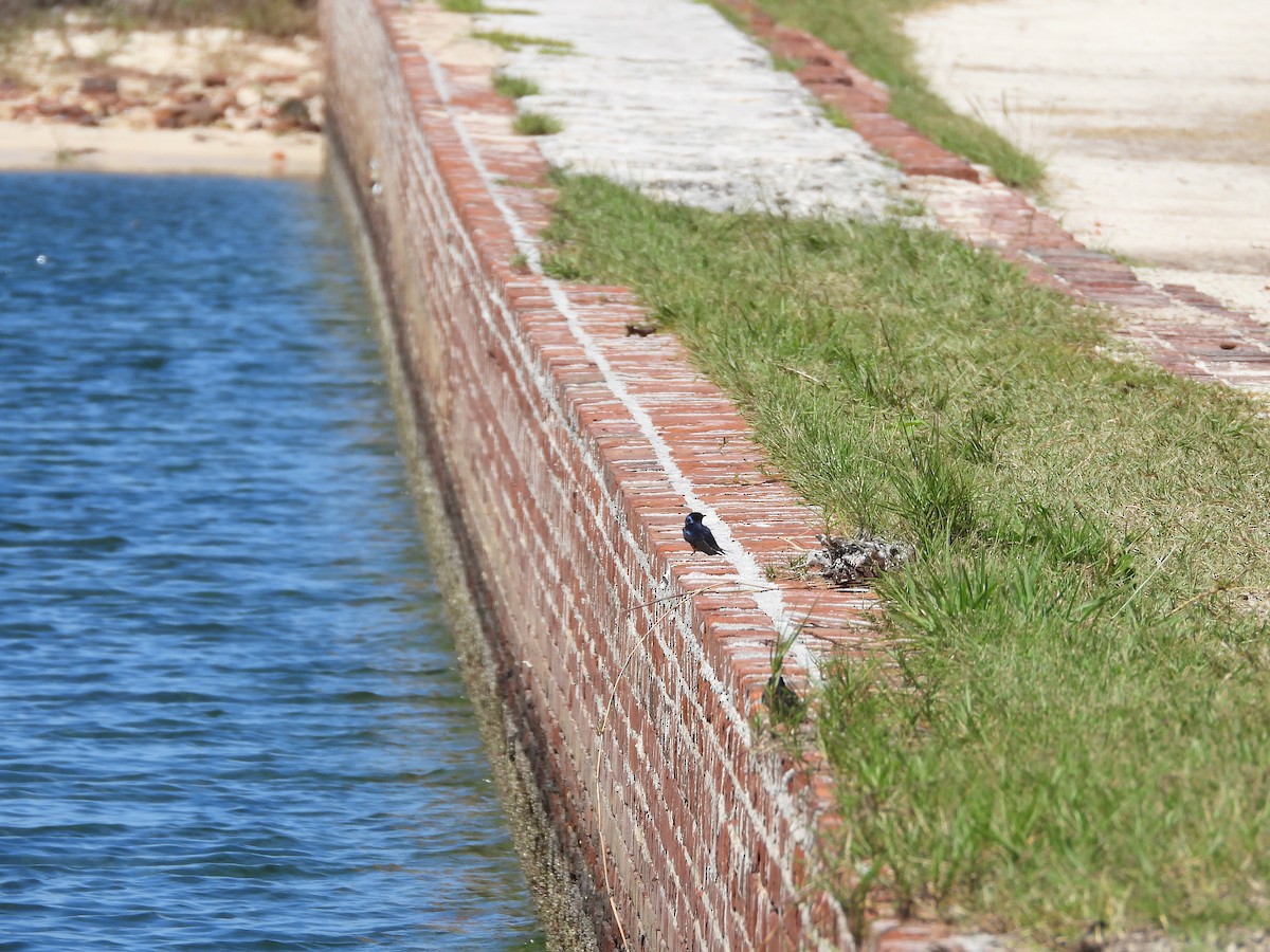 Barn Swallow - ML616640022