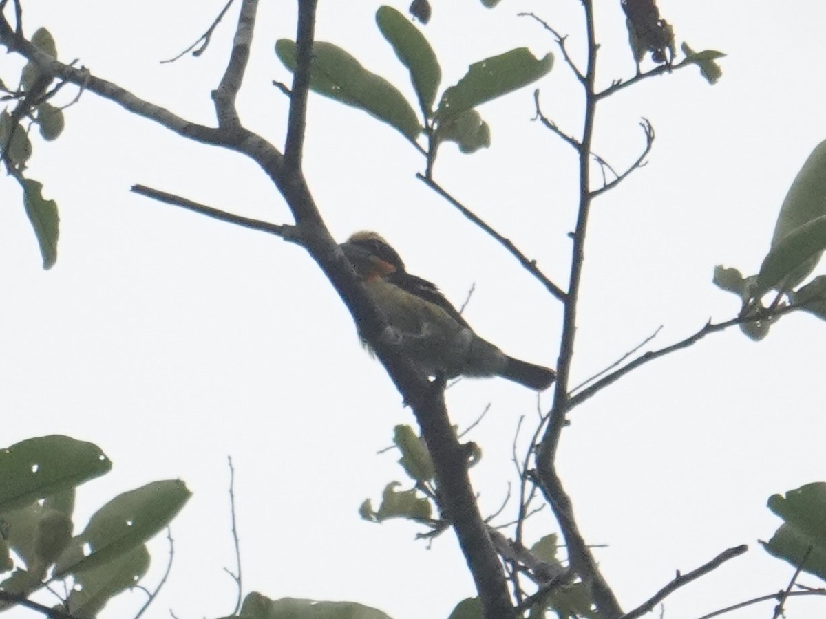 Gilded Barbet - ML616640048