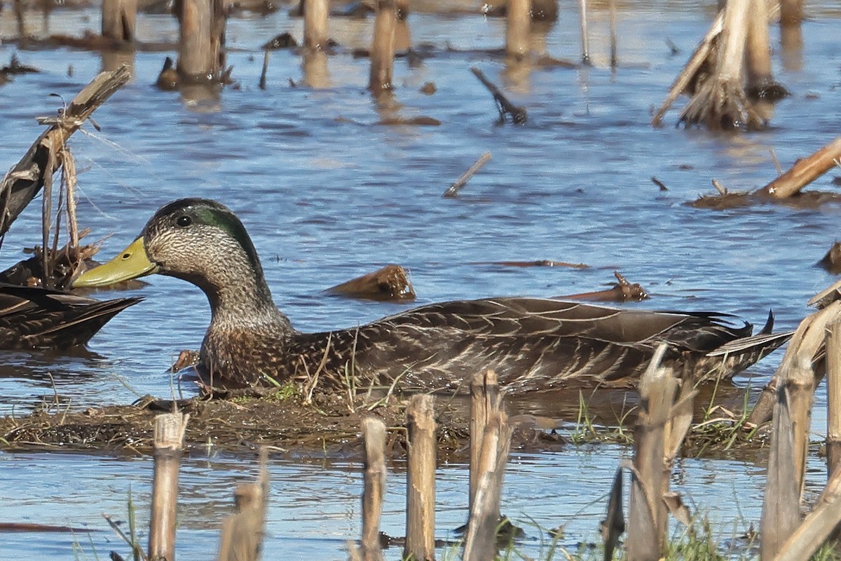 Mallard x American Black Duck (hybrid) - ML616640084