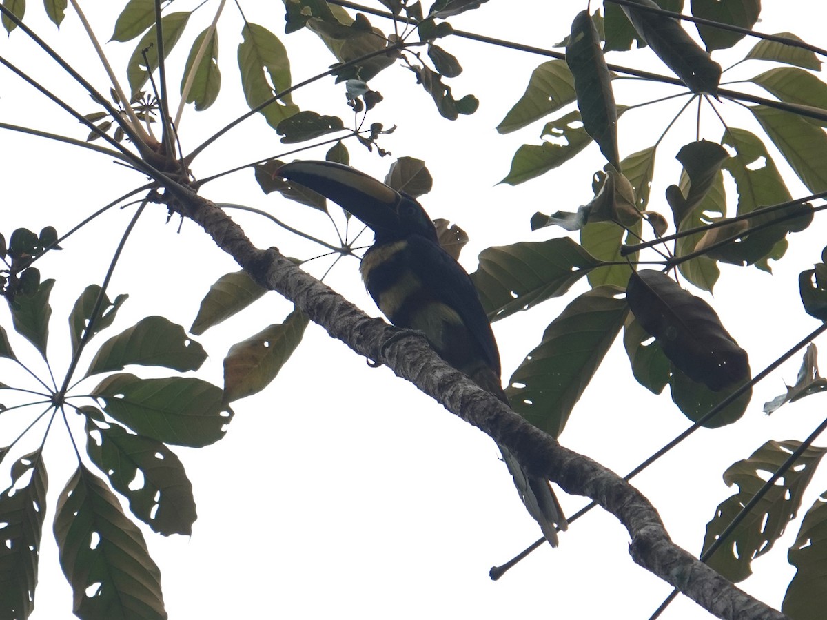 Many-banded Aracari - ML616640091