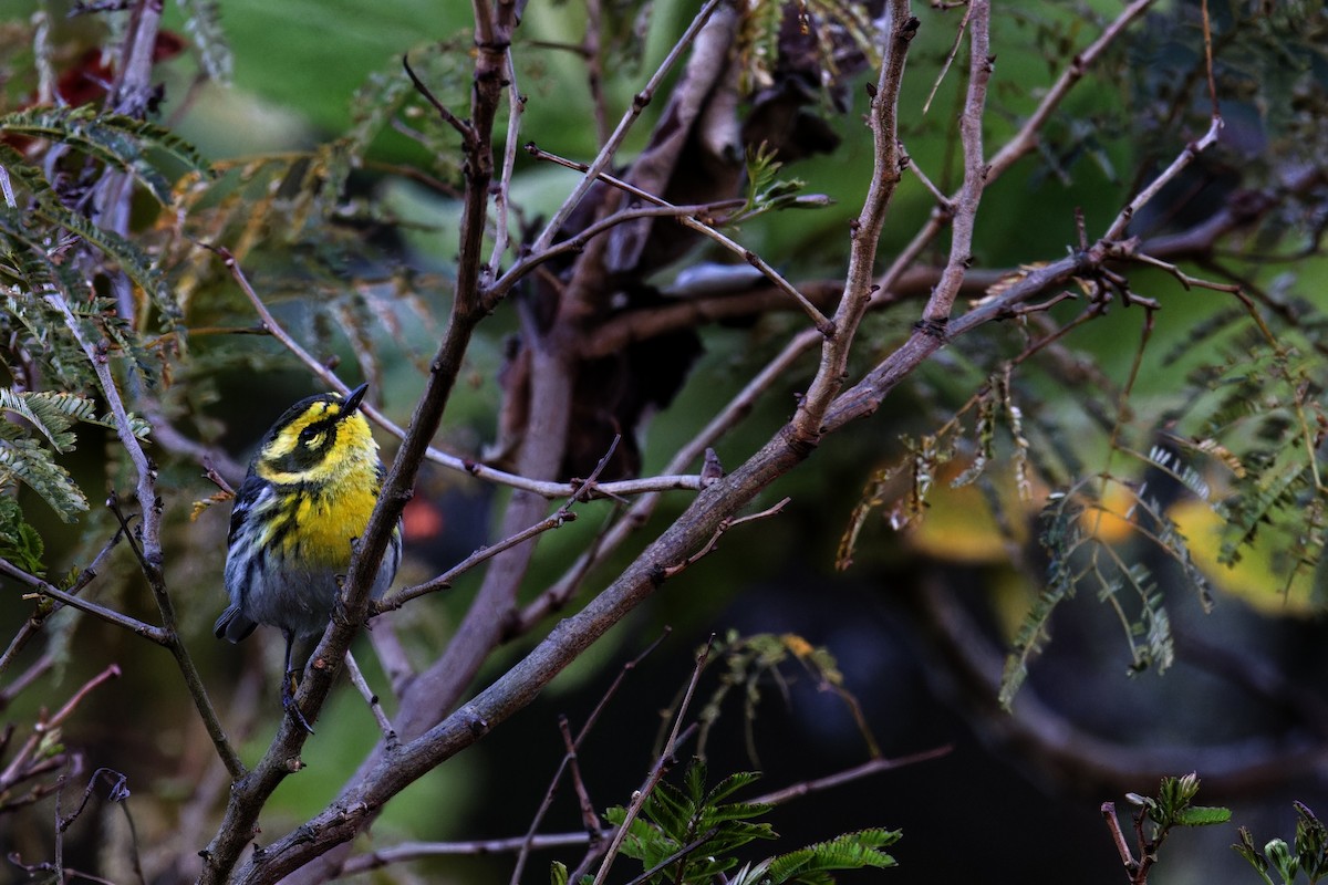 Townsend's Warbler - ML616640108