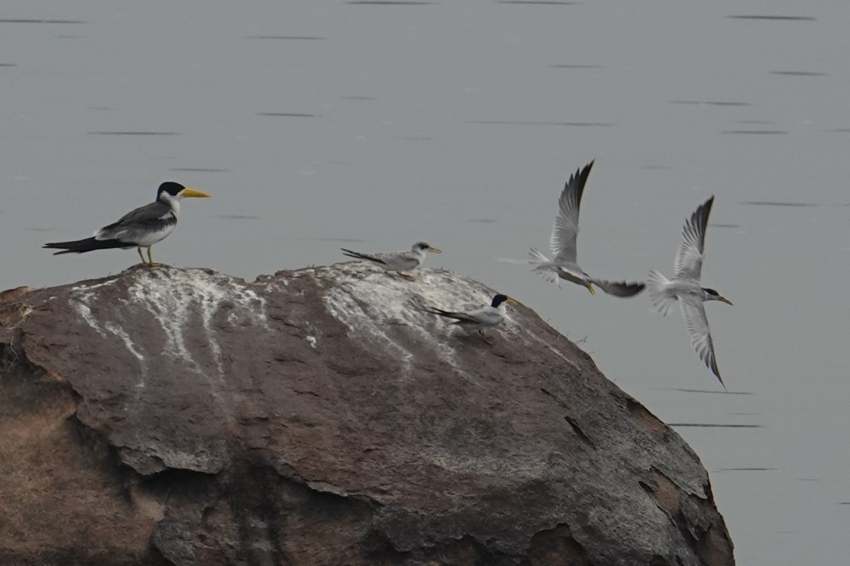 Yellow-billed Tern - ML616640112