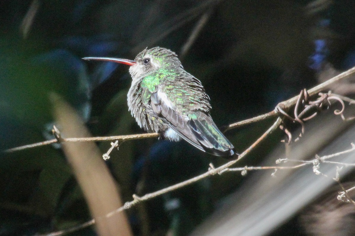 Broad-billed Hummingbird - ML616640117