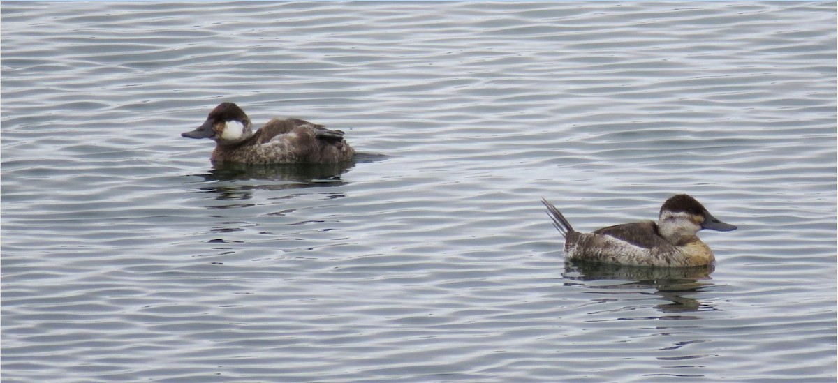 Ruddy Duck - ML616640131